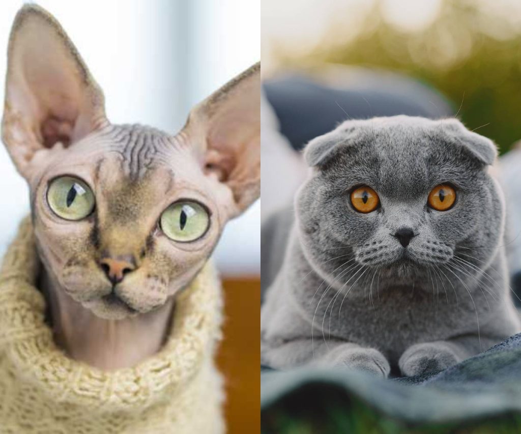 Why the Netherlands banned the hairless Sphynx and cats with folded ears. Analysis of genetic defects, animal welfare laws, and if a USA ban is coming next.