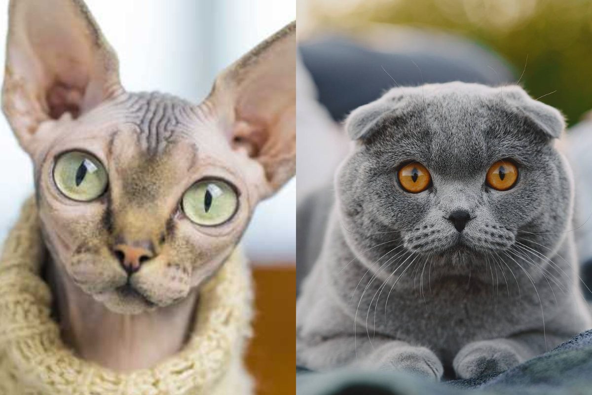 Why the Netherlands banned the hairless Sphynx and cats with folded ears. Analysis of genetic defects, animal welfare laws, and if a USA ban is coming next.