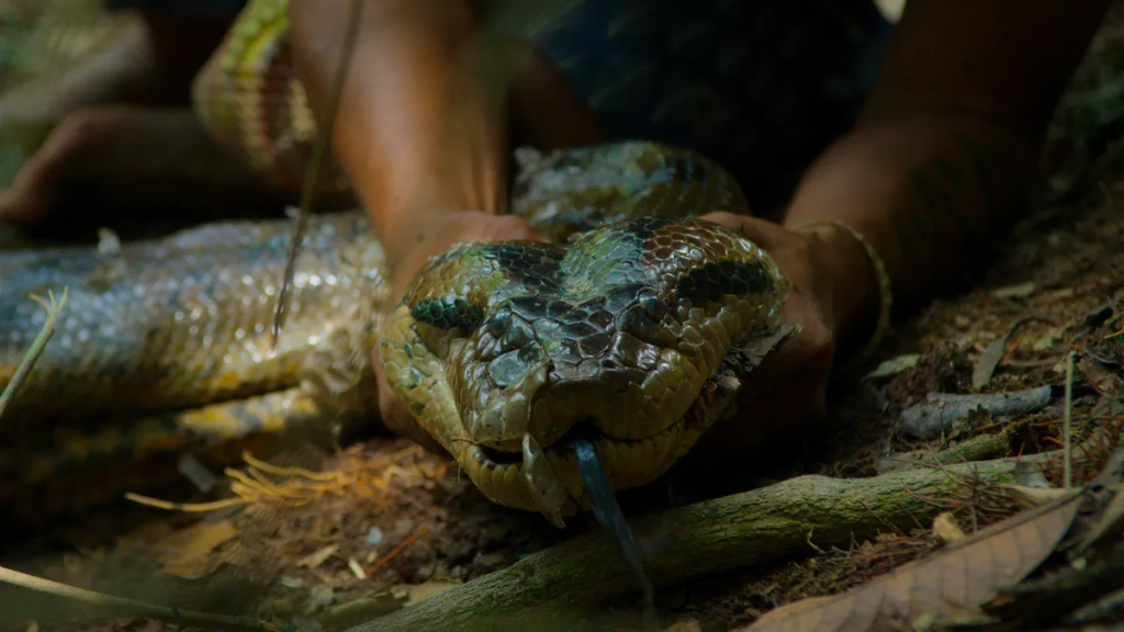 Previously unseen footage shows scientists encountering a newly identified giant green anaconda species during fieldwork in the Ecuadorian Amazon.