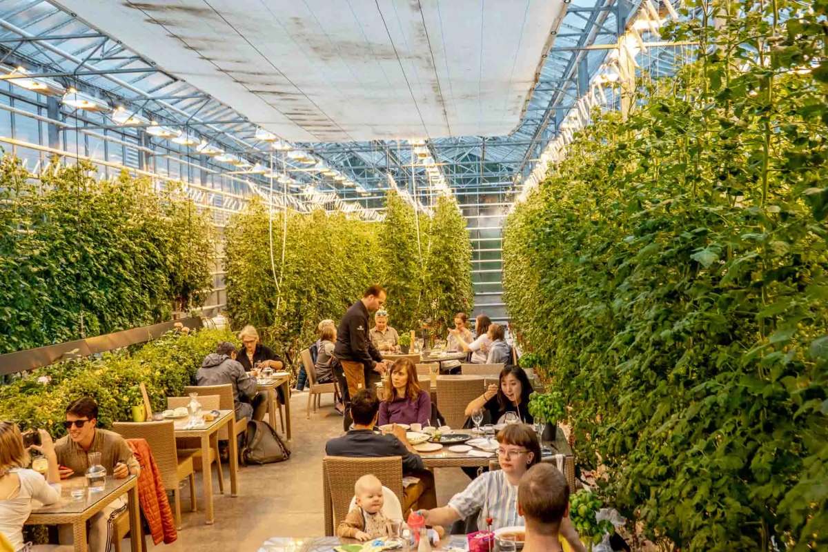 Farm-to-Table restaurants in the USA have become a cultural phenomenon. Learn about the benefits of local sourcing, seasonal flavors, and sustainable food systems.