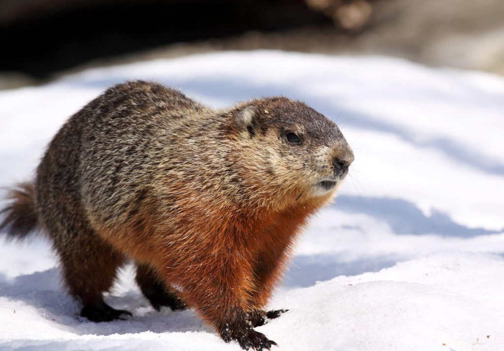 Punxsutawney Phil saw his shadow on Groundhog Day 2026, predicting six more weeks of winter, as NOAA data and climate trends show mixed conditions nationwide.