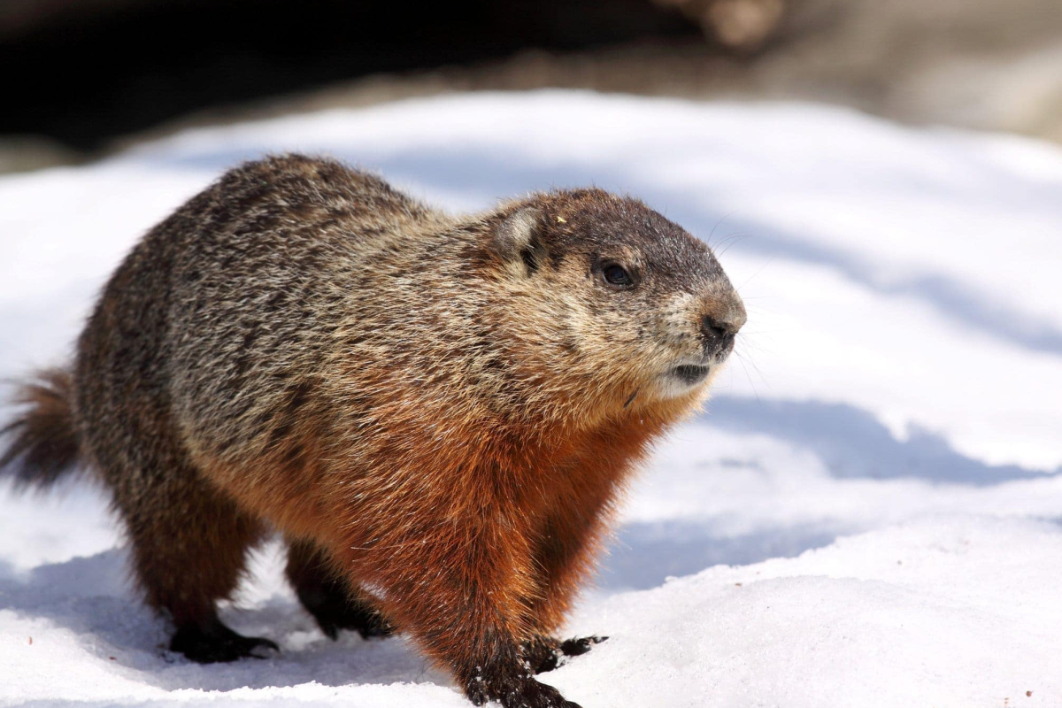 Punxsutawney Phil saw his shadow on Groundhog Day 2026, predicting six more weeks of winter, as NOAA data and climate trends show mixed conditions nationwide.