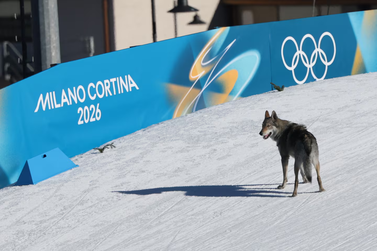 At the Milan Cortina Winter Olympics in Tesero, a loose dog unexpectedly ran onto the women’s cross‑country ski course and sprinted across the finish line with athletes.